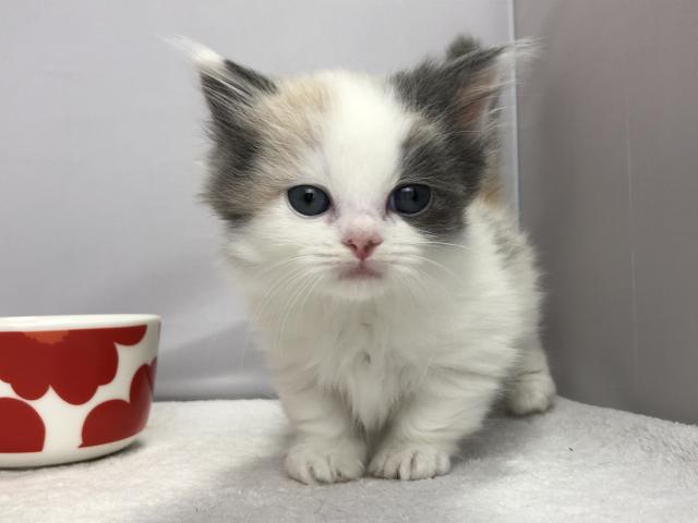 マンチカン短足