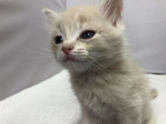 マンチカン長足