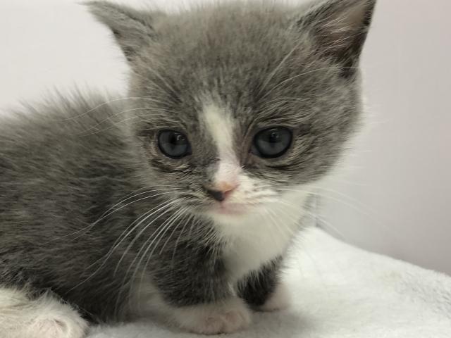 マンチカン短足