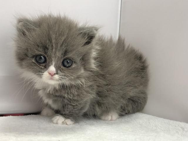 マンチカン短足