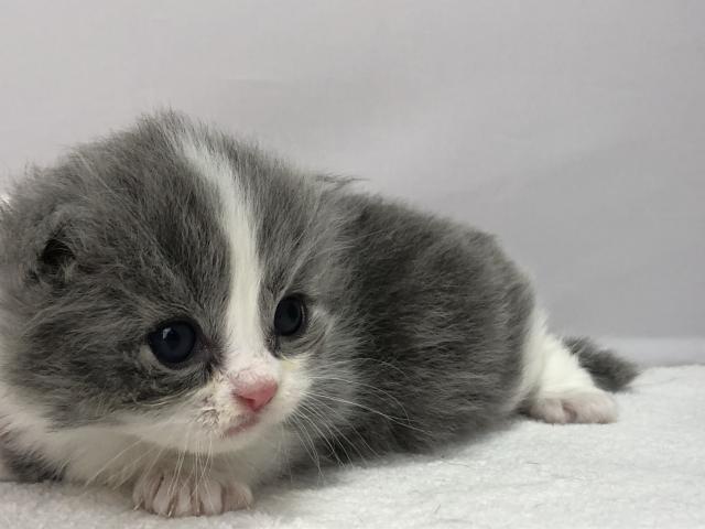 マンチカン短足