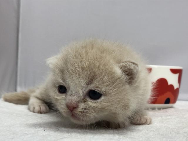 マンチカン長足