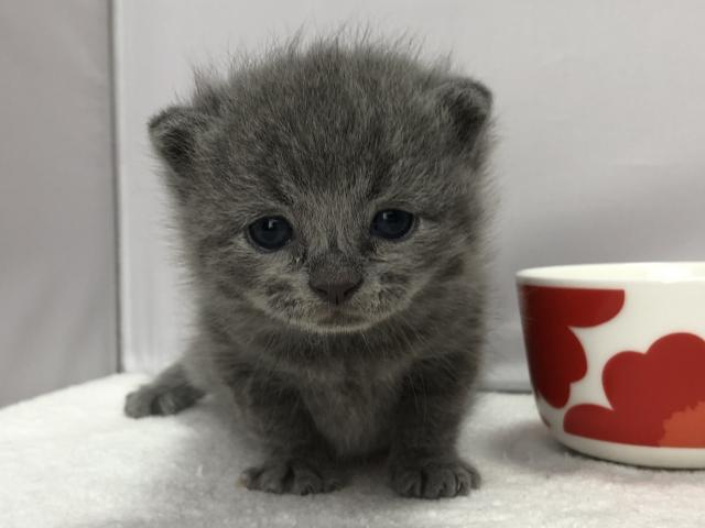 マンチカン長足