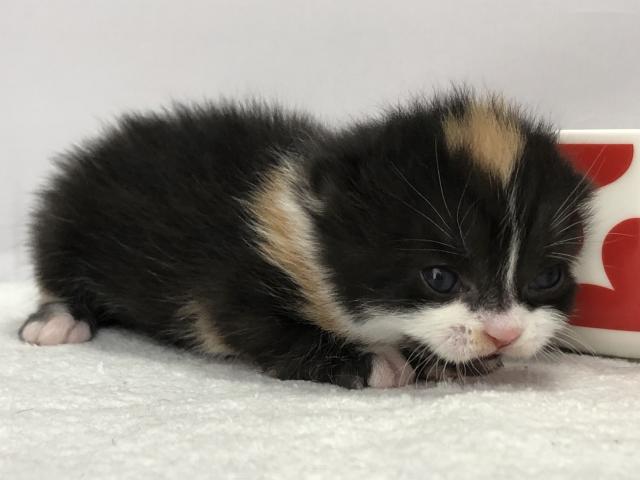 マンチカン長足