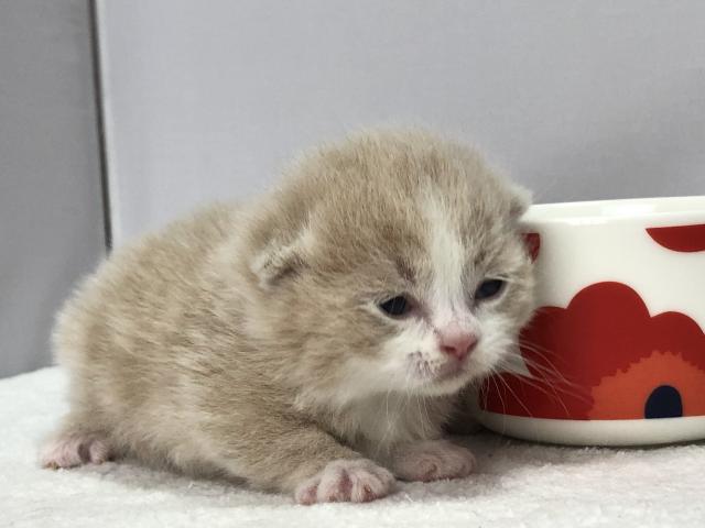 マンチカン短足