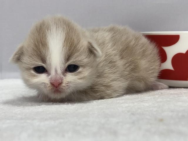 マンチカン長足