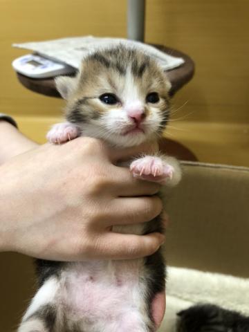 スコティッシュフォールド