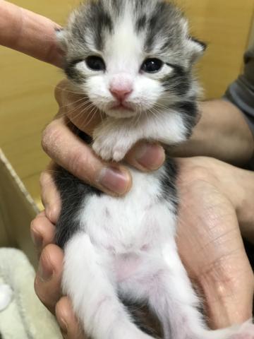 スコティッシュフォールド