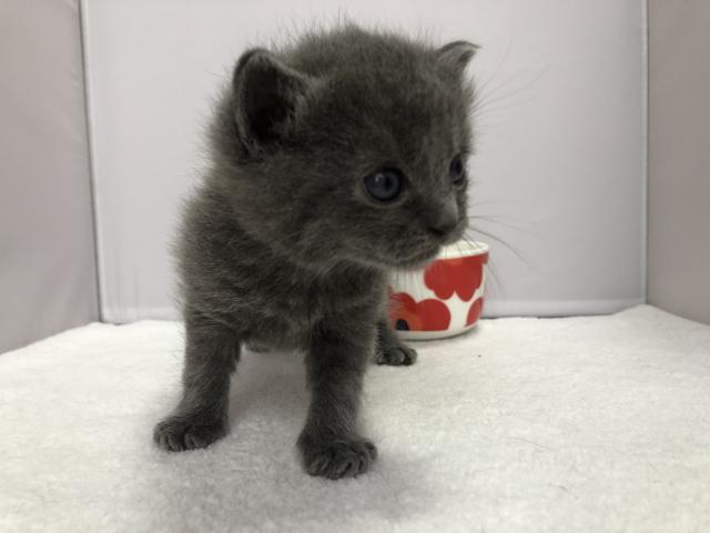 ブリティッシュショートヘア