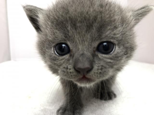 ブリティッシュショートヘア