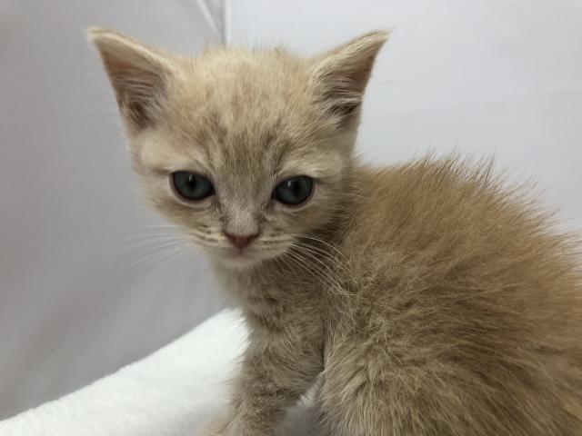 マンチカン長足