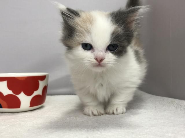 マンチカン短足