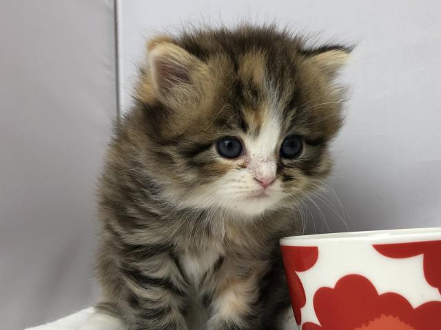 マンチカン長足