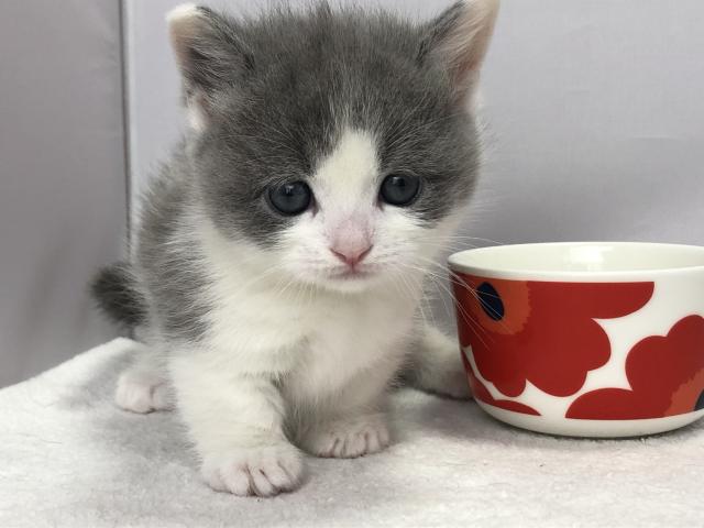 マンチカン短足