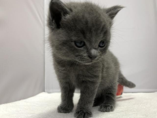 マンチカン長足