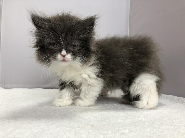 マンチカン長足