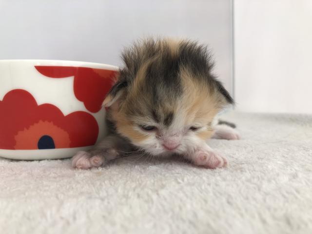 マンチカン短足