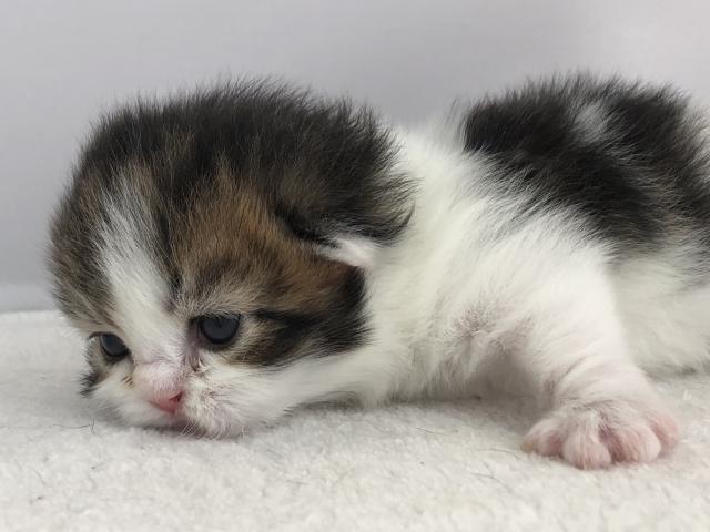 マンチカン短足