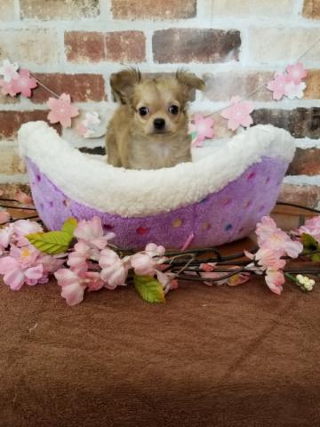 チワワ（ロングコート）