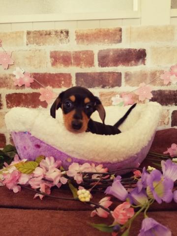 ミニチュアダックスフンド