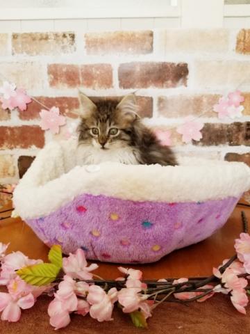 ノルウェージャンフォレストキャット