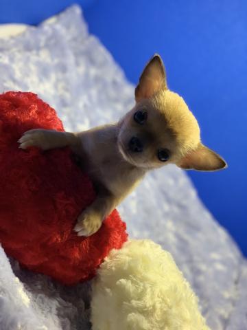 チワワ（スムースコート）今月のみ5万円OFF