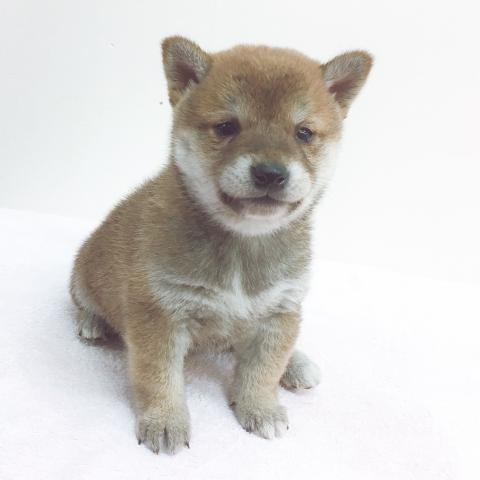 柴犬