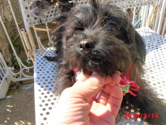 MIXプードルXシーズー系