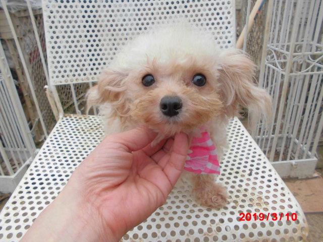 トイプードルTカッププードル