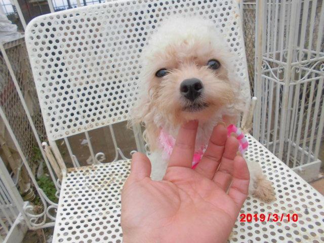 トイプードルTカッププードル