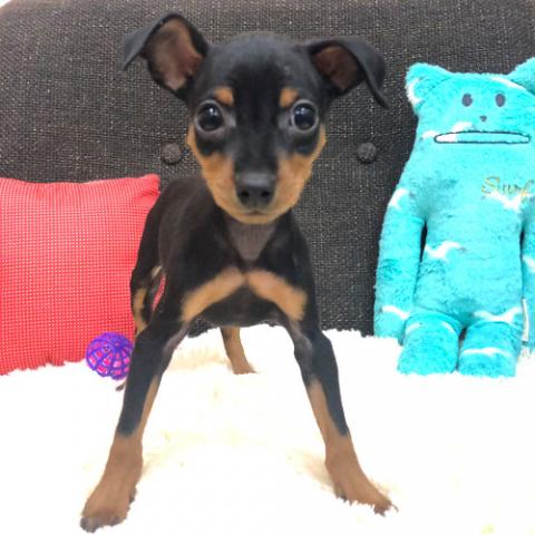 ミニチュアピンシャー