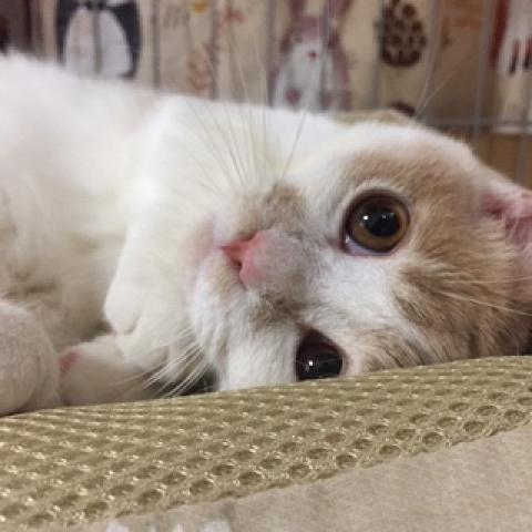 ミヌエット（旧ナポレオン）