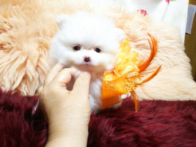 ポメラニアン