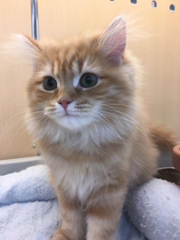 スコティッシュフォールド