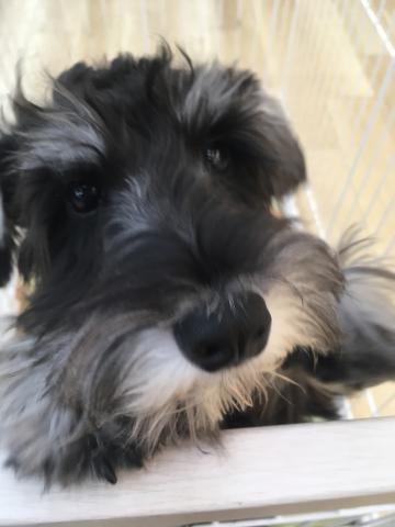 ミニチュアシュナウザー