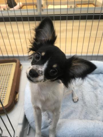 チワワ（ロングコート）