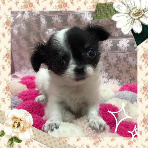 チワワ(ロングコート)