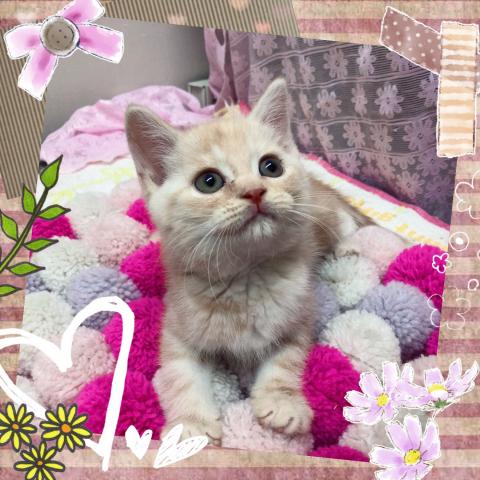 スコティッシュフォールド