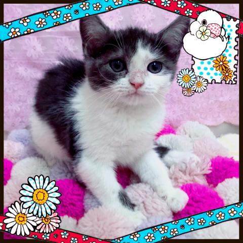 スコティッシュフォールド