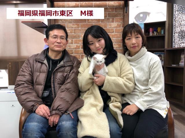 ラグドール父：ICCグランドチャンピオン受賞猫(優良血統)