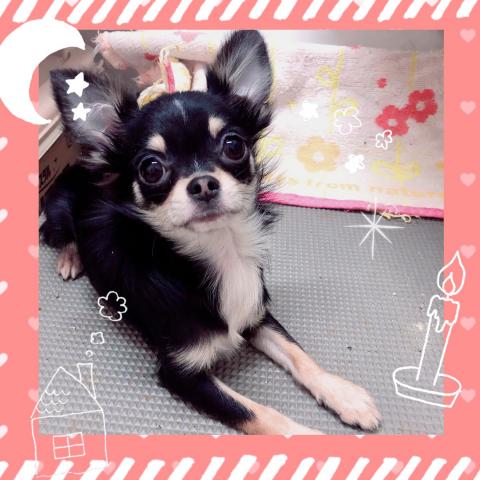 チワワ（ロングコート）