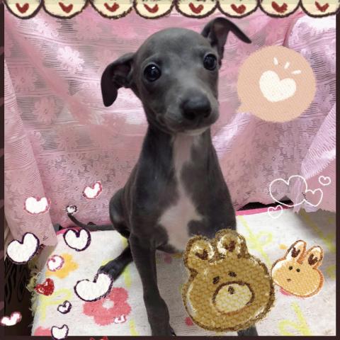 イタリアングレーハウンド