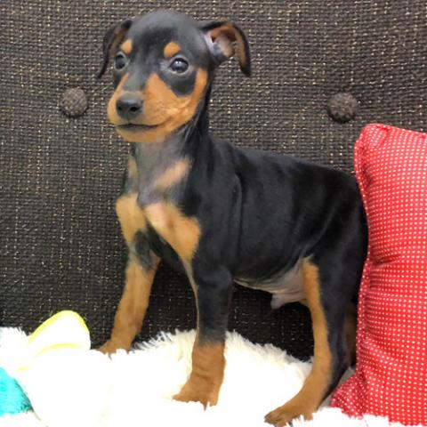 ミニチュアピンシャー