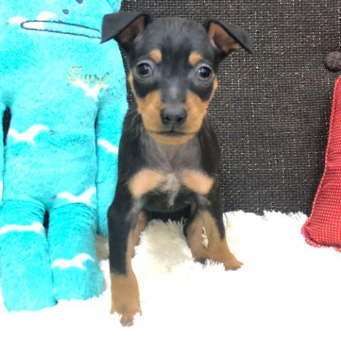 ミニチュアピンシャー