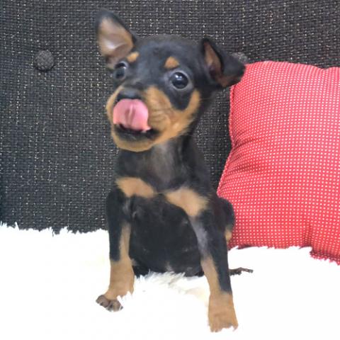 ミニチュアピンシャー