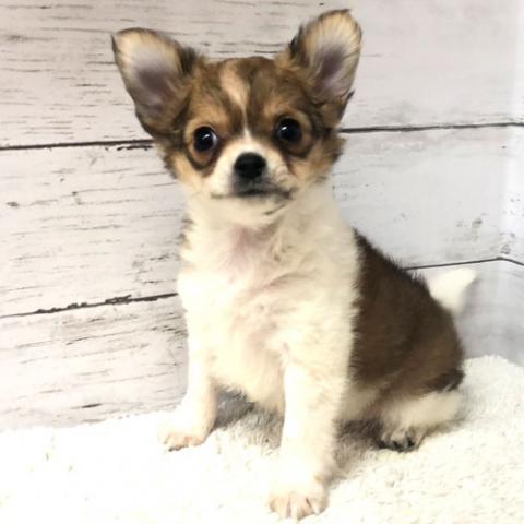 チワワ(ロングコート)