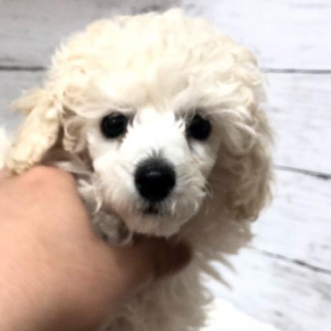 ミニチュアプードル