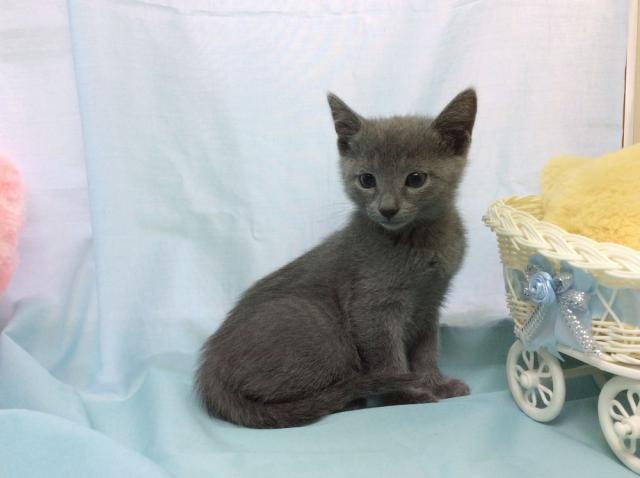 ロシアンブルー