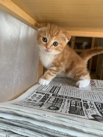 スコティッシュフォールド