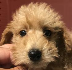 MIX(雑種)❤️今なら5万円割引き❤️シュナプーくん三兄弟でやって来ました❤️